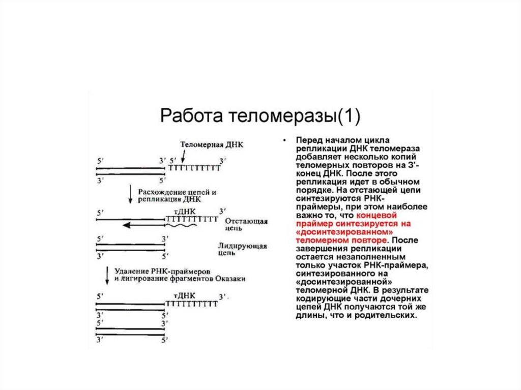 Репликация ДНК - презентация онлайн