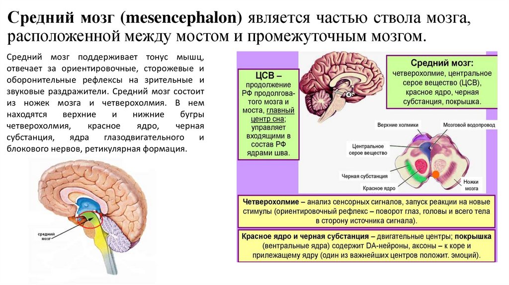 Рефлексы промежуточного мозга человека. Рефлексы промежуточного мозга. Производные среднего мозга. Покрышка ствола мозга. Располагается между промежуточным мозгом и мостом.