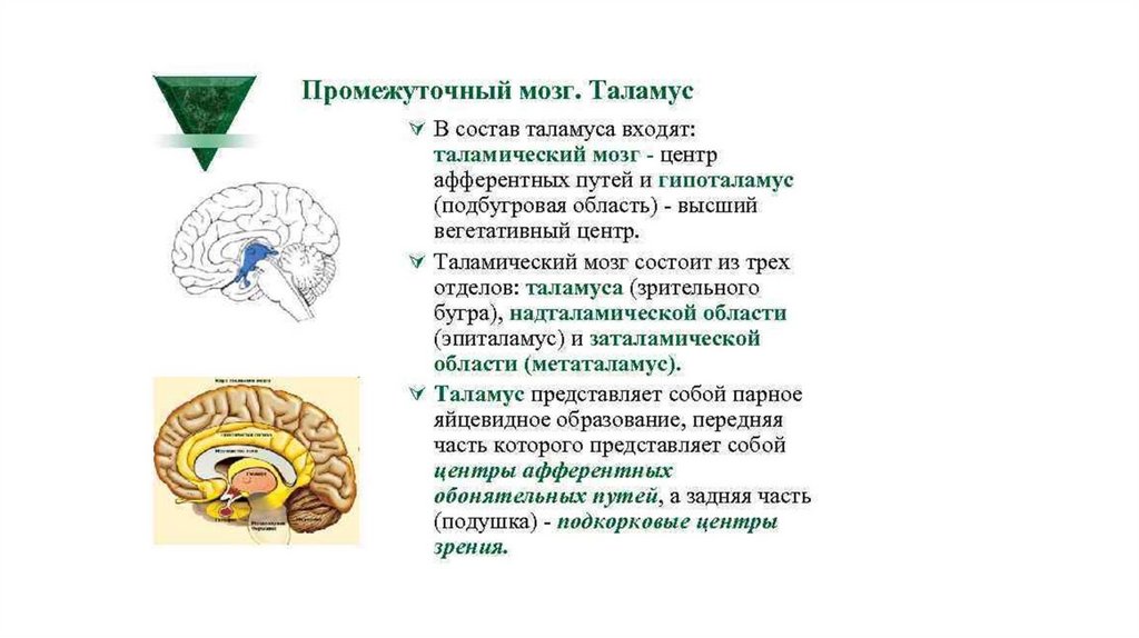 Таламус и гипоталамус какой отдел мозга. Функции гипоталамуса промежуточного мозга. Укажите отделы мозга входящие в состав промежуточного мозга. Промежуточный мозг гипоталамус строение и функции. Промежуточный мозг – положение, отделы, функции..