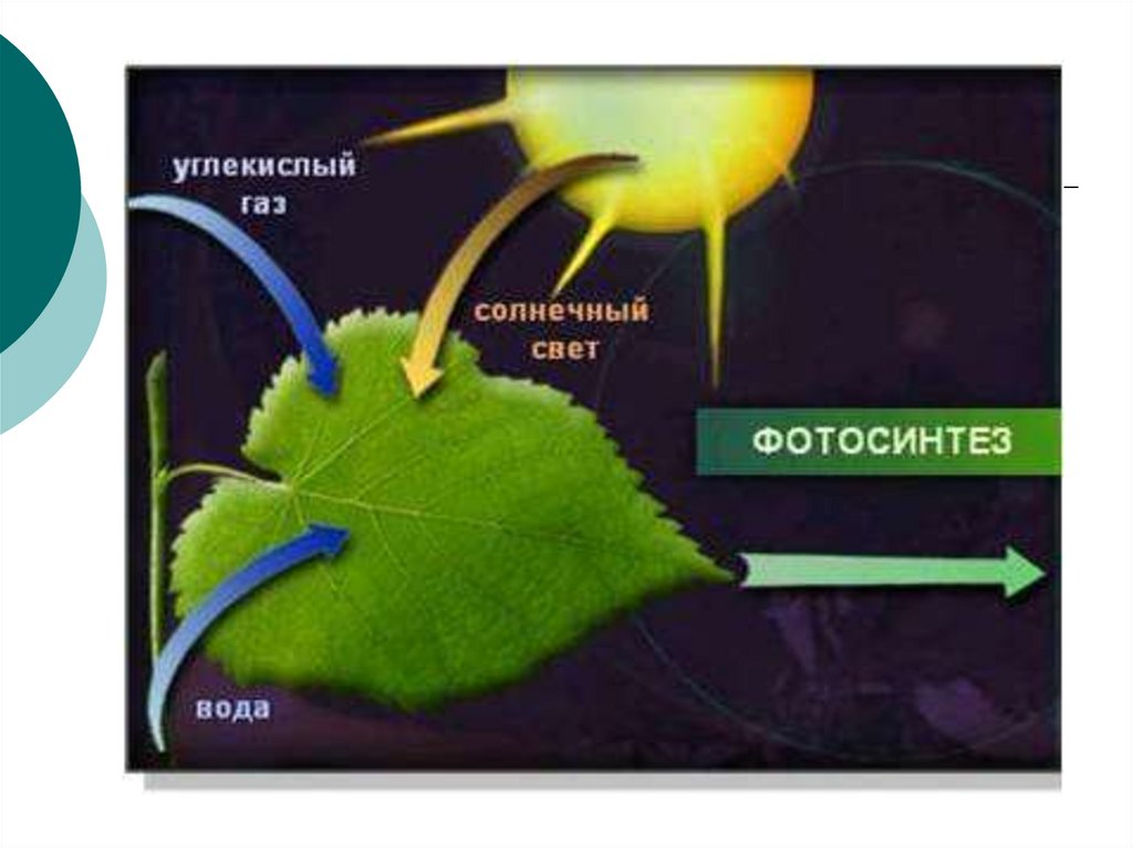 Появление фотосинтеза эра. Схема фотосинтеза 6 класс биология. Схема фотосинтеза у растений. Схема процесса фотосинтеза. Автотрофы фотосинтез.