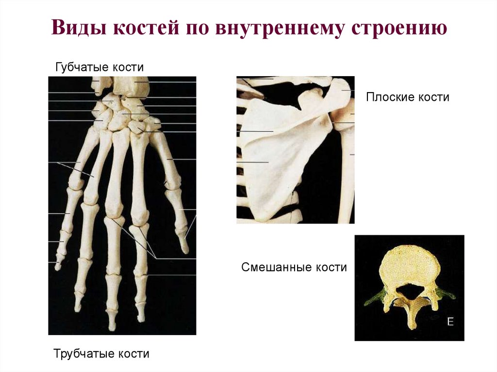 Губчатые кости кости конечностей. Плоские кости. Виды костей по внутреннему строению. Смешанная кость. Тип смешанные кости.
