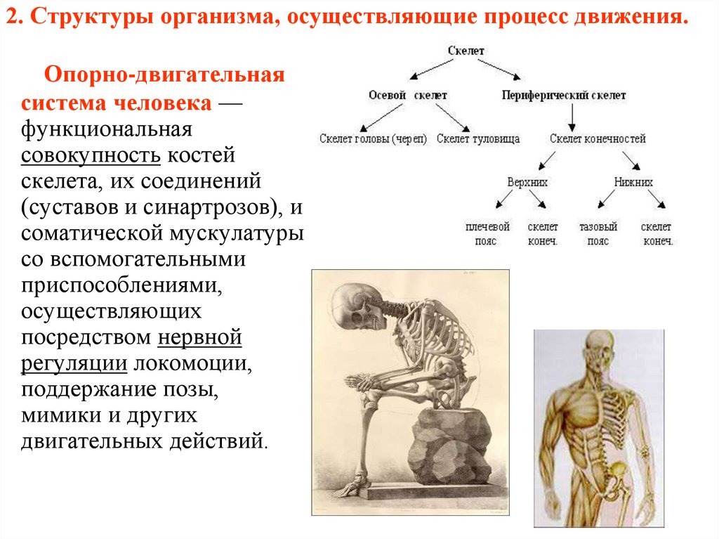 Взаимосвязь структур организма начиная с наименьшей. Органы осуществляющие процесс движения. Структура организма. Процесс движения анатомия. Структура движения.