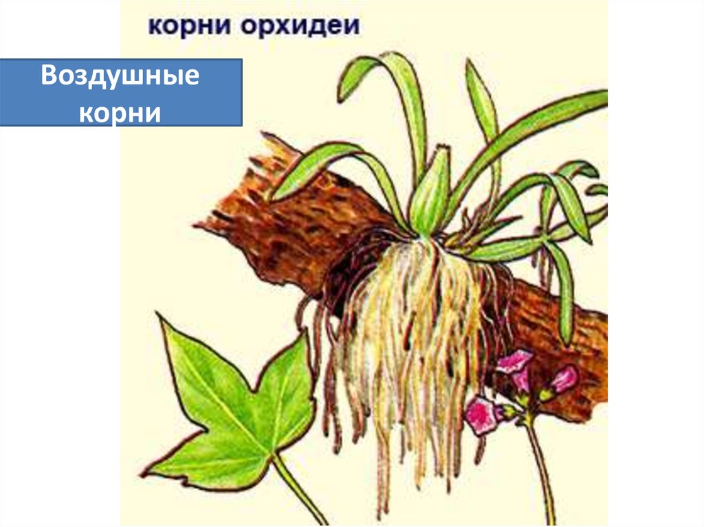 Воздушные корни образованы. Корневые видоизменения, воздушные корни. Воздушные корни орхидеи. Видоизменение корня воздушные корни. Видоизмененные корни орхидеи.