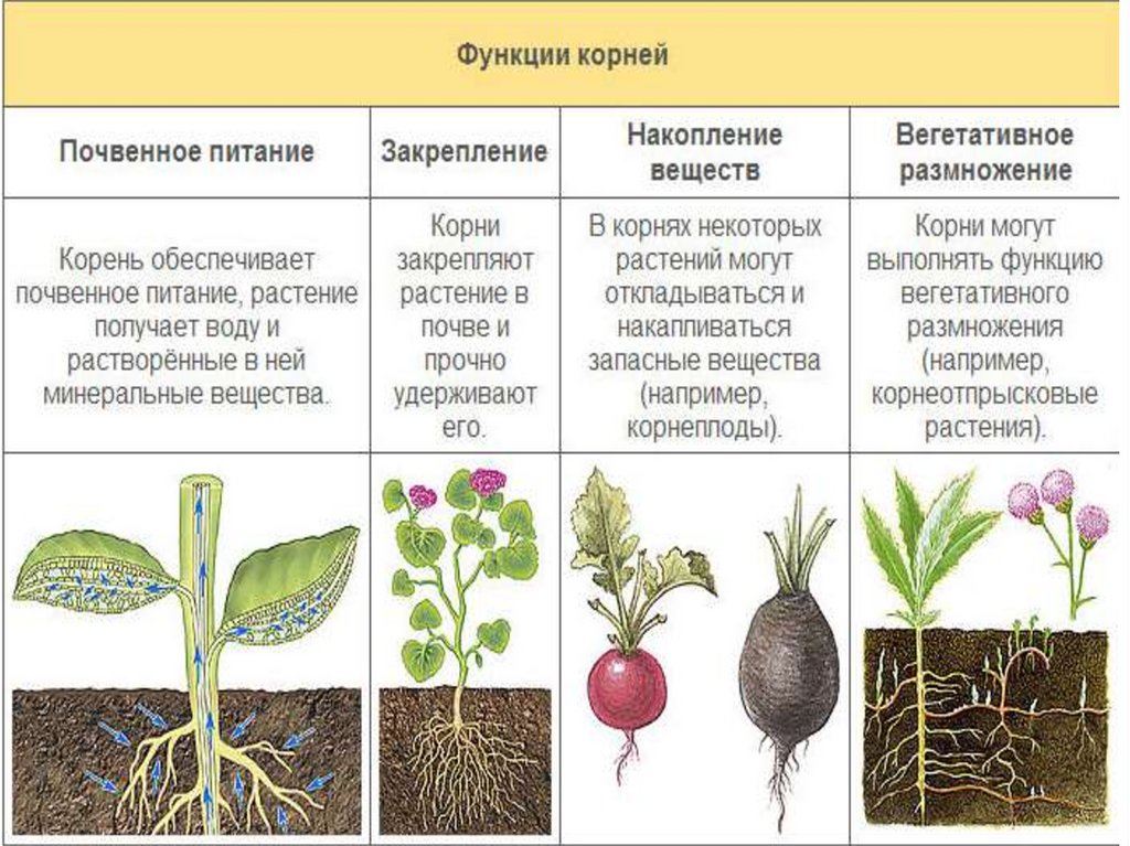 К какому классу относится растение корневая система. Виды и типы корневых систем. Типы корневой системы растений таблица. Корни растений виды. Типы корневых систем у растений.