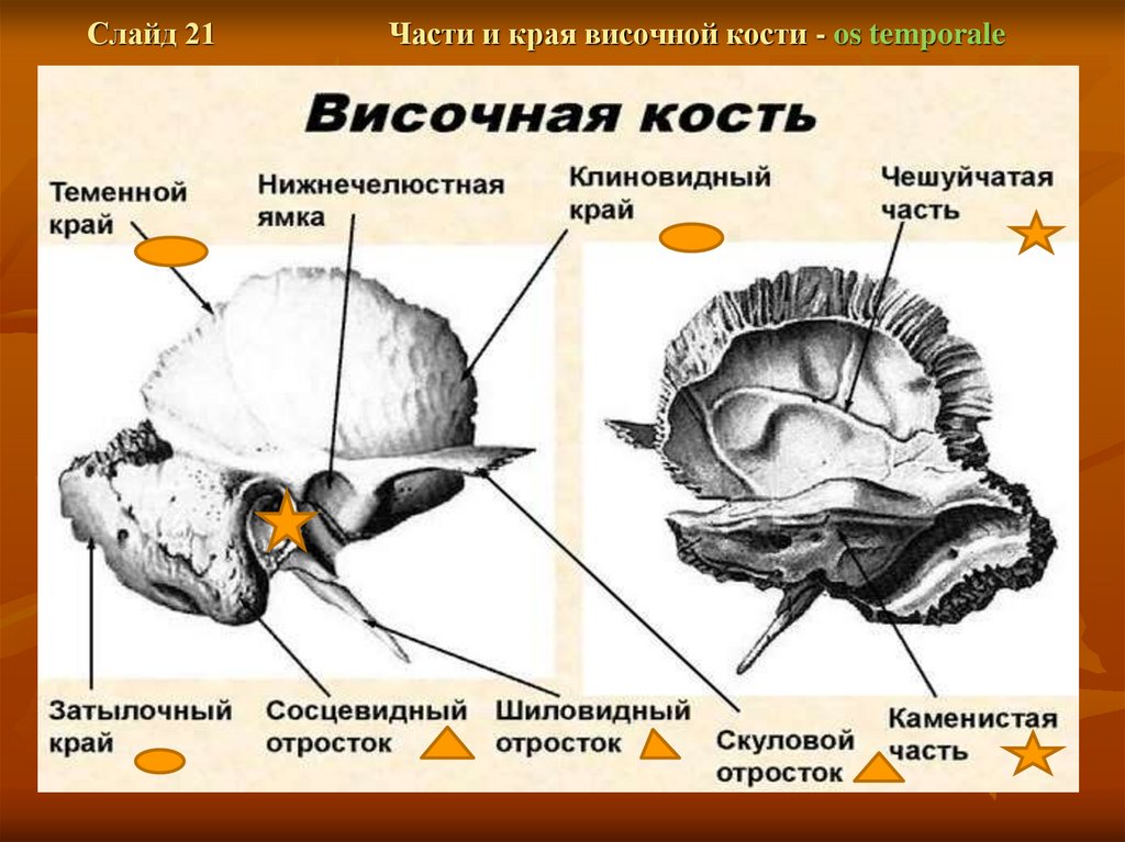 Кости мозгового отдела. Парные и непарные кости мозгового отдела черепа. Непарные кости мозгового отдела черепа животных. Оперативная хирургия мозговой отдел черепа. Парной костью являются