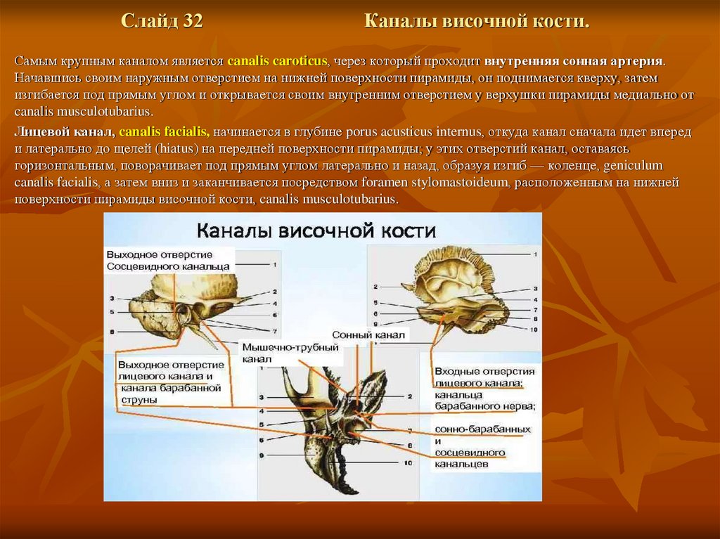 Индивидуальная изменчивость мозгового отдела черепа. Мозговой отдел препараты. Парные и непарные кости черепа. Мозговые кости оленя. Парной костью являются
