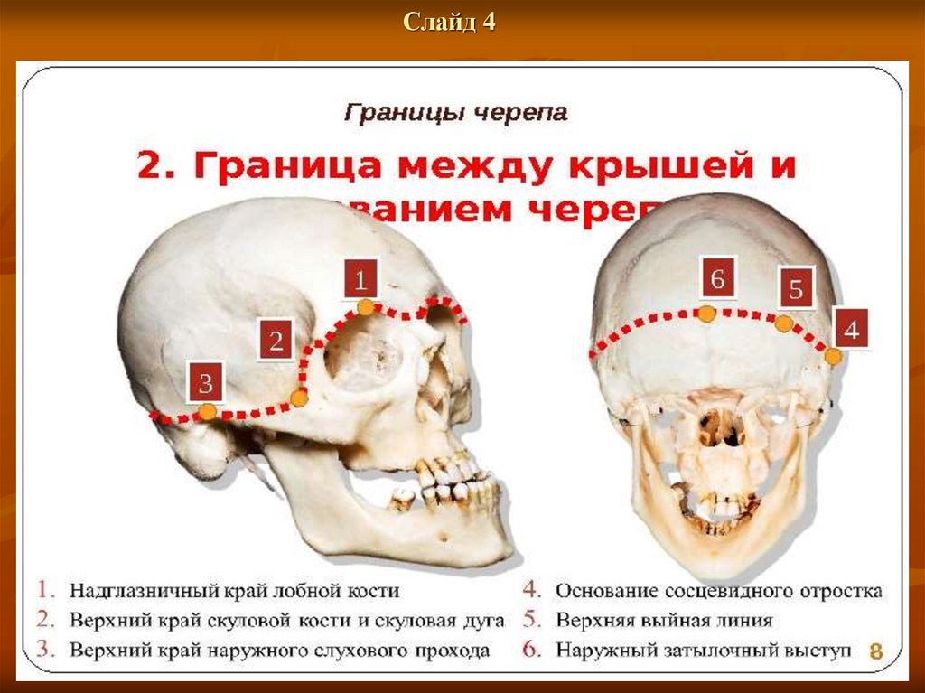 Парные отделы черепа человека