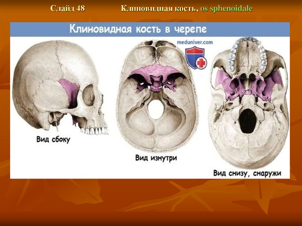 Непарные кости мозгового черепа