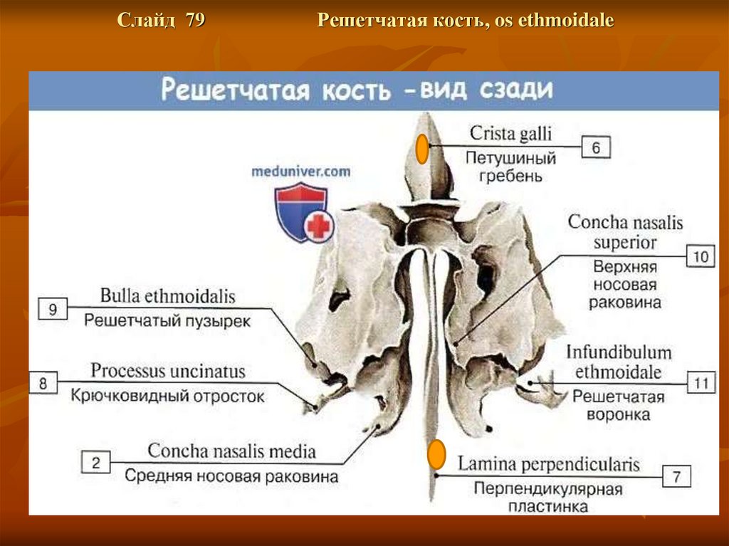 Непарной костью мозгового отдела черепа является