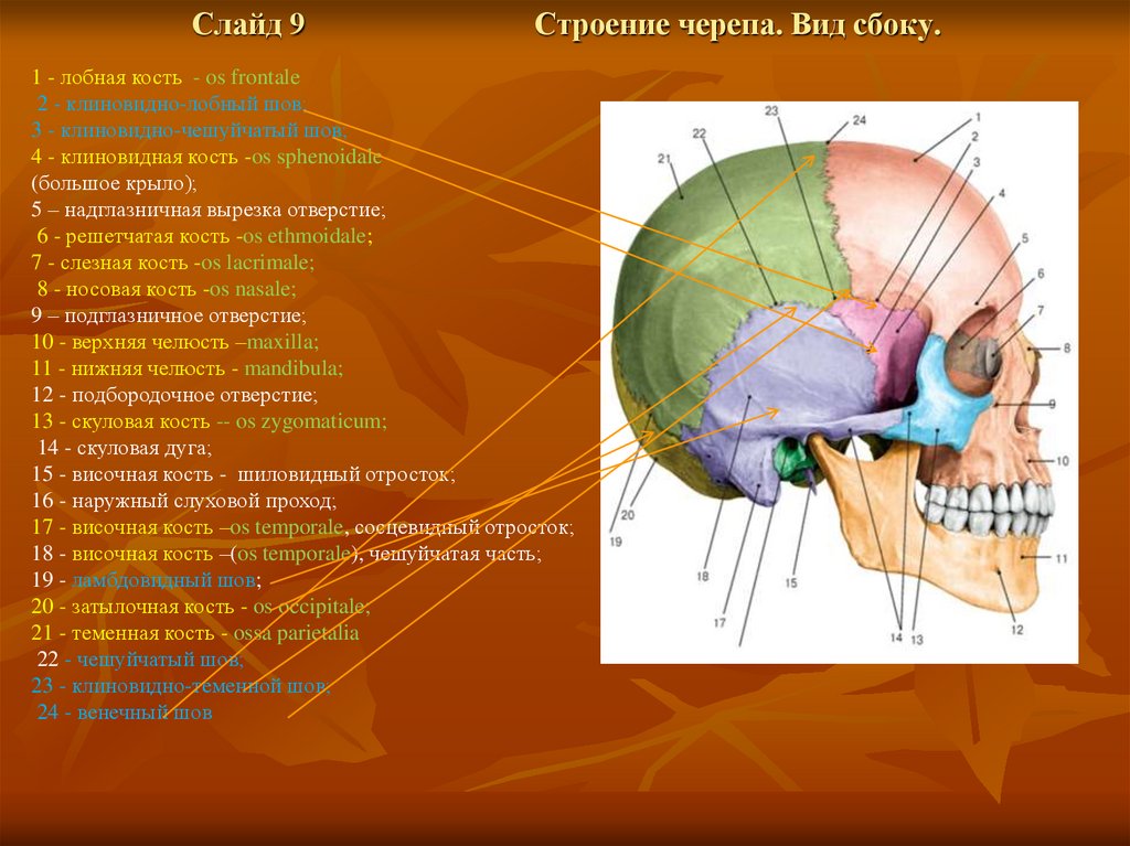 Мозговой отдел черепа. Кости мозгового черепа парные и непарные. Непарные кости мозгового отдела черепа животных. Отделы черепа спереди снизу сбоку.