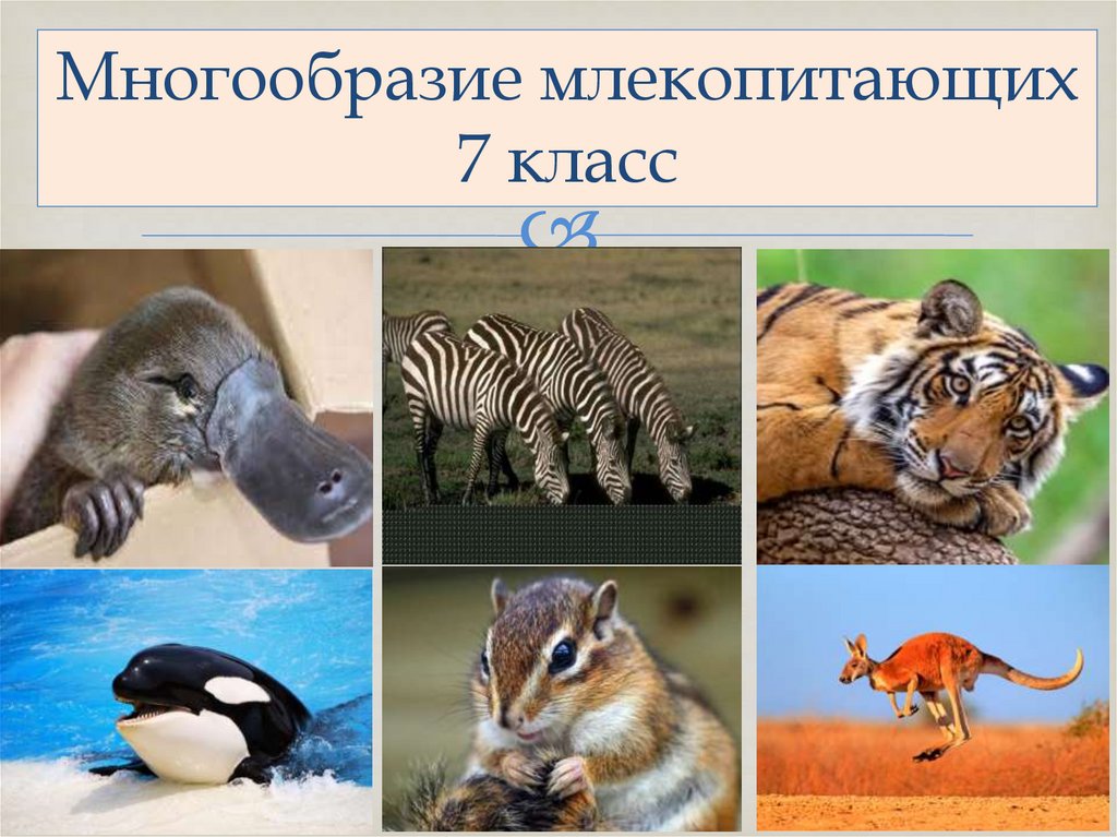 Полное многообразие. Многообразие млекопитающих. Класс млекопитающие многообразие. Млекопитающие звери. Многообразие млекопитающих 7 класс.