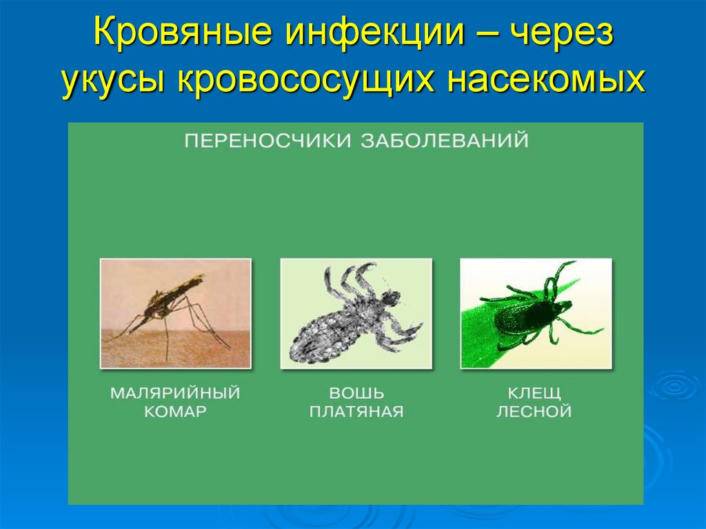 Инфекции передающиеся через укусы кровососущих насекомых
