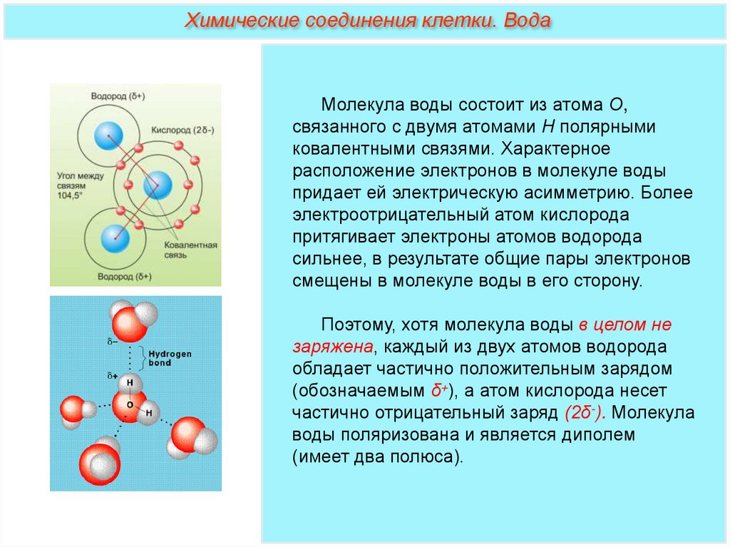 Химический состав клетки 10 класс