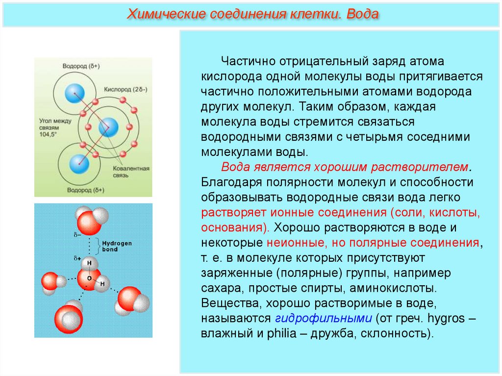 Неорганические вещества клетки