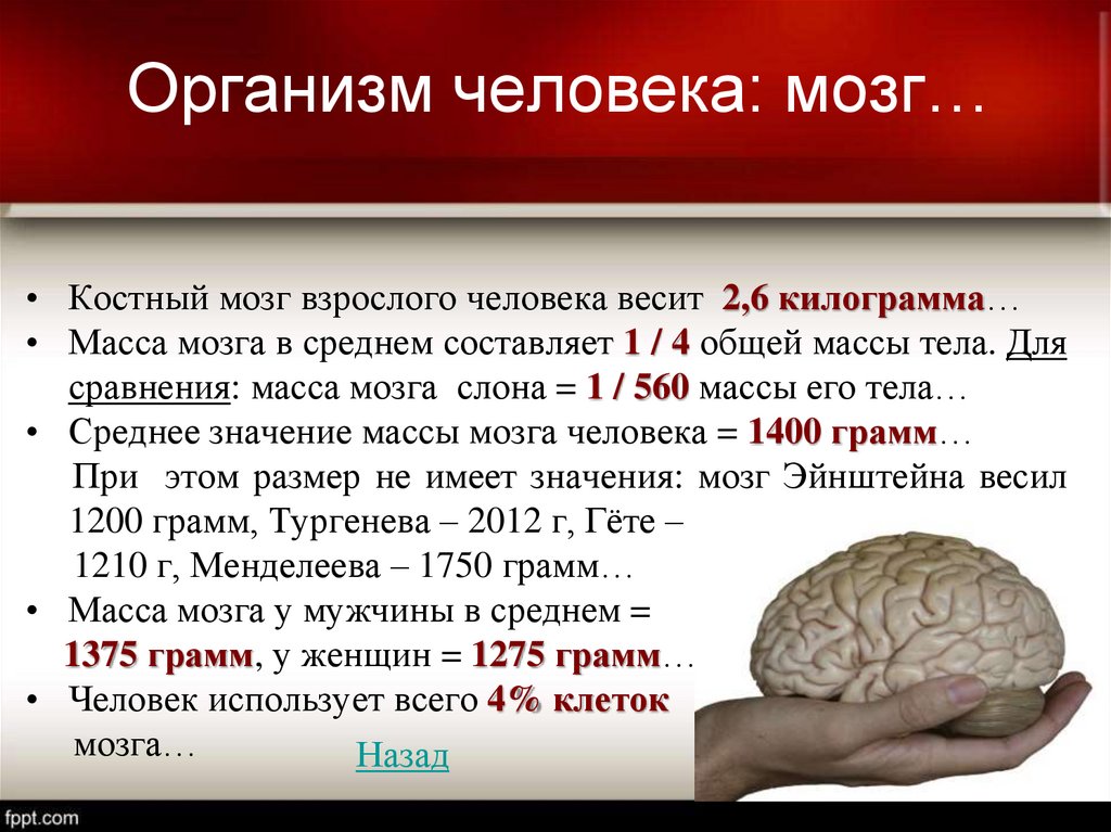 Какой вес мозга человека. Вес мозга современного человека. Вес мозга взрослого человека.