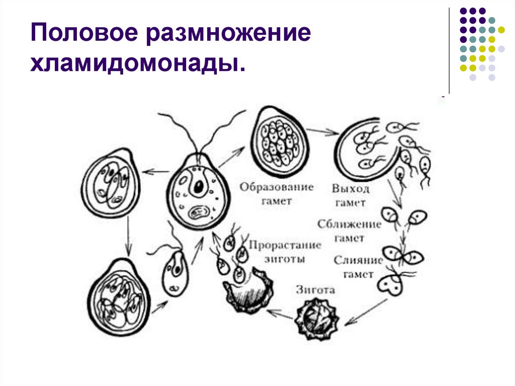 Рисунок размножение и развитие. Строение и циклы развития хламидомонады. Бесполое размножение хламидомонады ЕГЭ. Бесполое размножение ХЛ. Бесполое размножение хламидомонады схема.