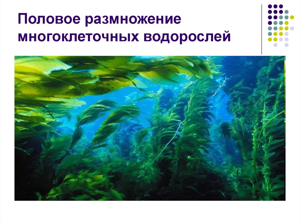 Жизнь водорослей. Образ жизни водорослей. Водоросли во время волны. Примеры низших и высших растений. Почему жизнь водорослей невозможна без водной среды?.