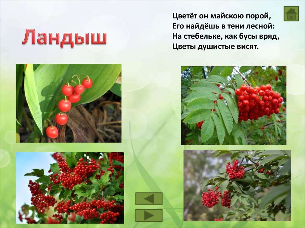 Ядовитые растения - презентация онлайн
