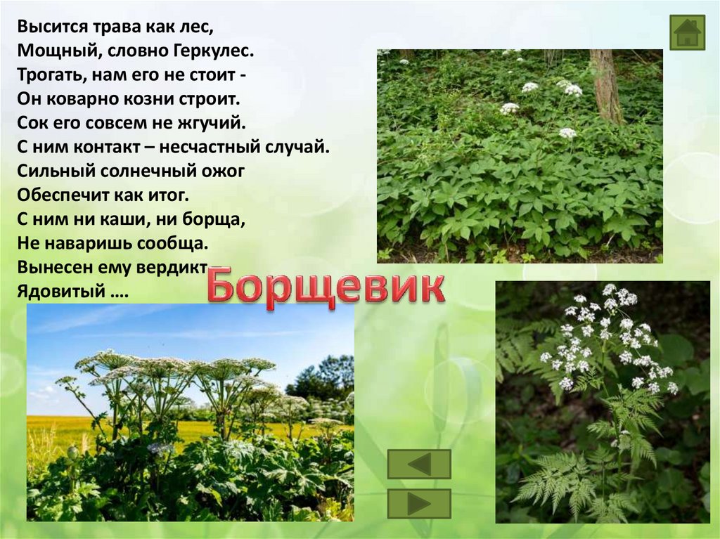 Ядовитые растения - презентация онлайн