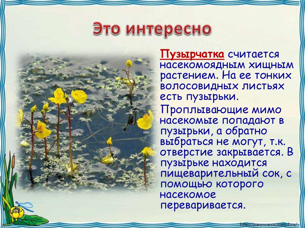 4 класс презентация жизнь в пресных водах. Пузырчатка растение описание. Пузырчатка растение ударение.