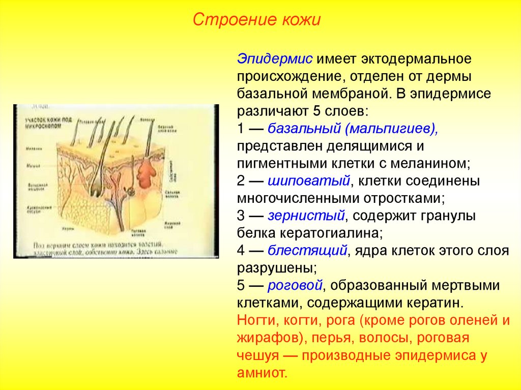 Пименов кожа презентация