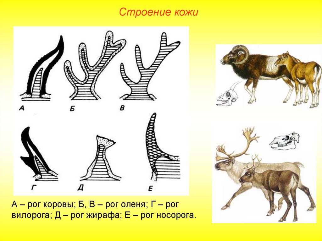 Схема рогов. Строение рога животных. Типы Рогов у животных. Рога млекопитающих. Рога млекопитающих виды.
