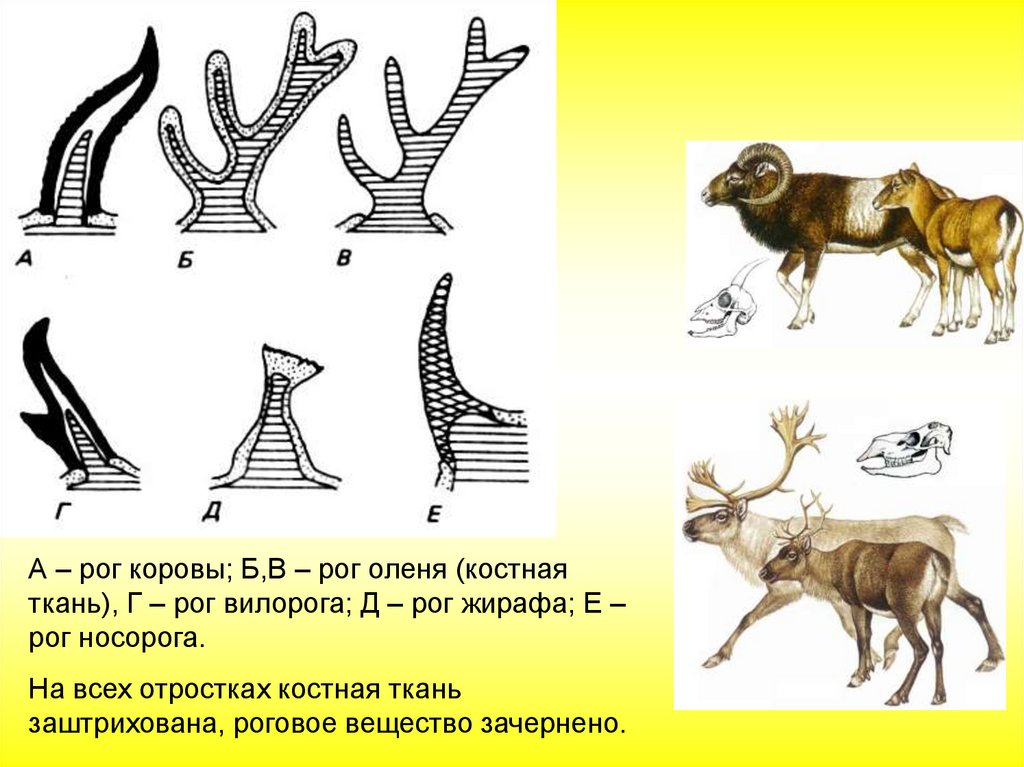 Пименов кожа презентация