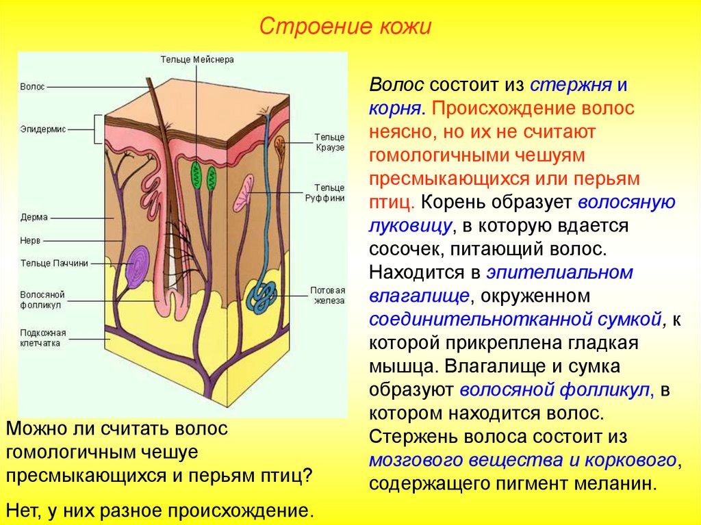 Строение кожи картинка с описанием