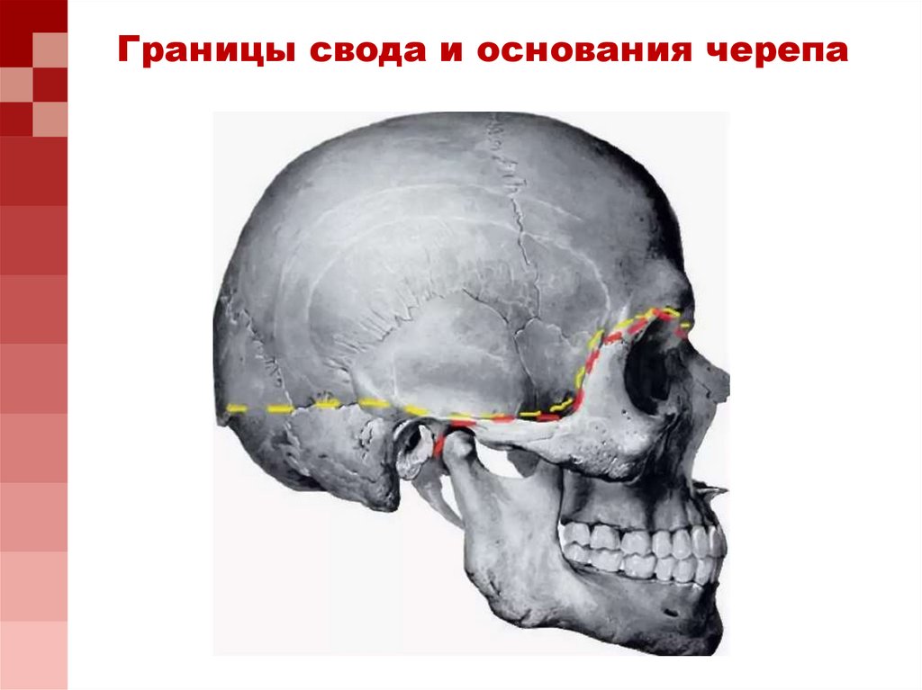 Мозговой череп свод и основание. Граница свода и основания черепа. Граница между сводом и основанием черепа. Свод и основание черепа. Граница свода и основания.