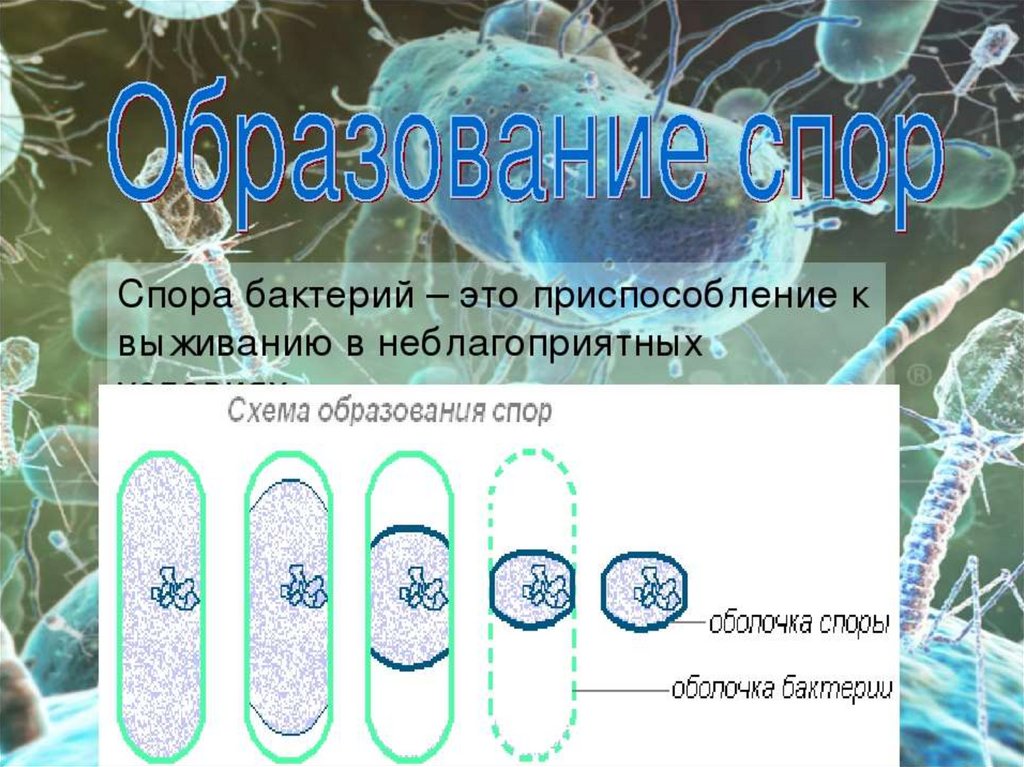 Форма спор бактерий. Споры бактерий. Споры бактериальной клетки. Образование спор у бактерий. Спора бактерий строение.