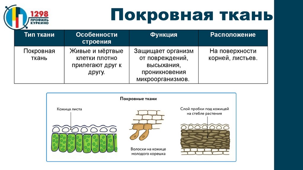 Покровные ткани растений описание