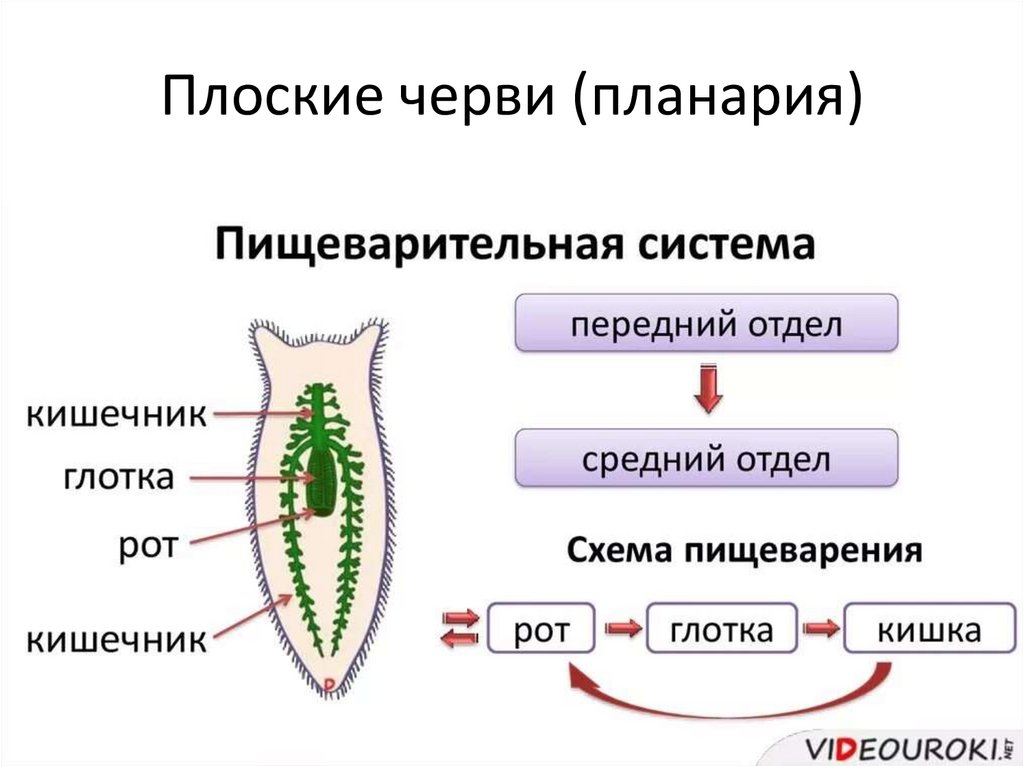 Строение пищеварительной системы червя. Пишевор система плоских червей. Пищевар система плоских червей. Схема пищеварительной системы плоского червя. Пищеварительная система что это такое 7 класс плоские черви.