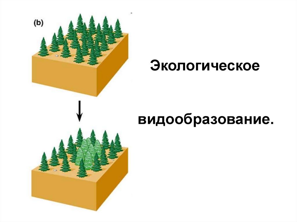 Какой способ видообразования изображен на рисунке