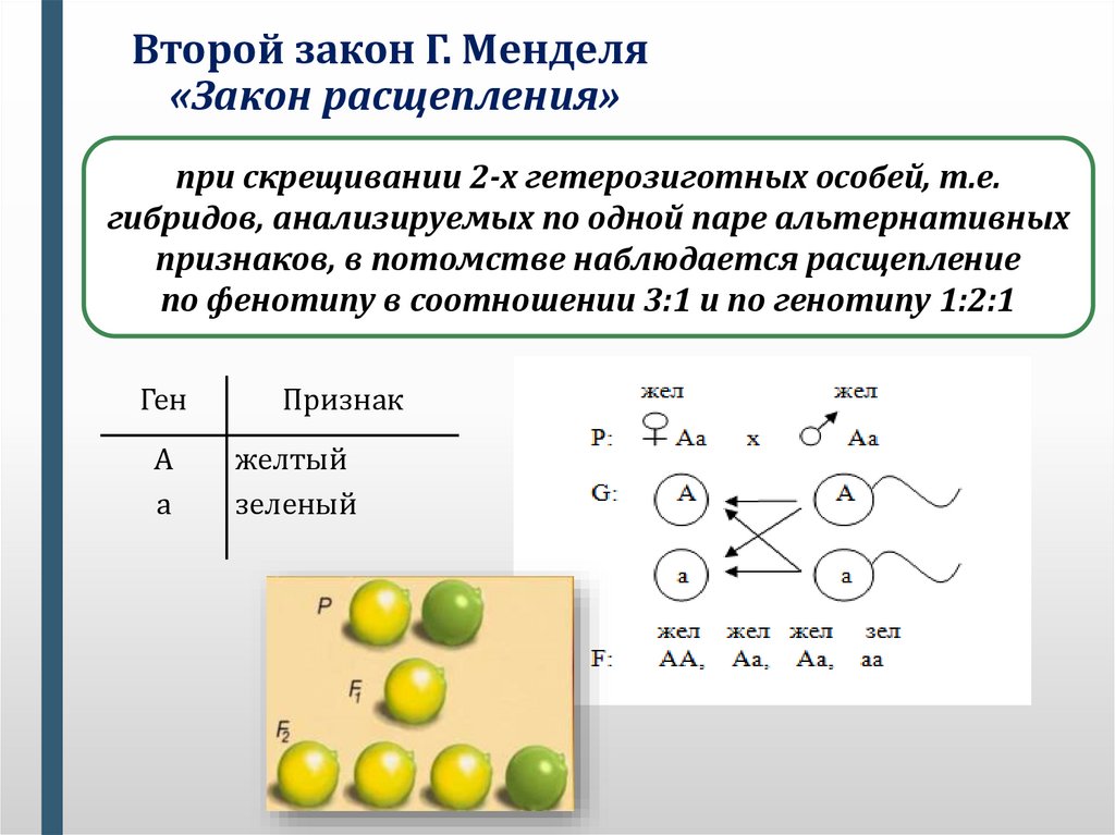 Определите какую закономерность иллюстрирует данная схема