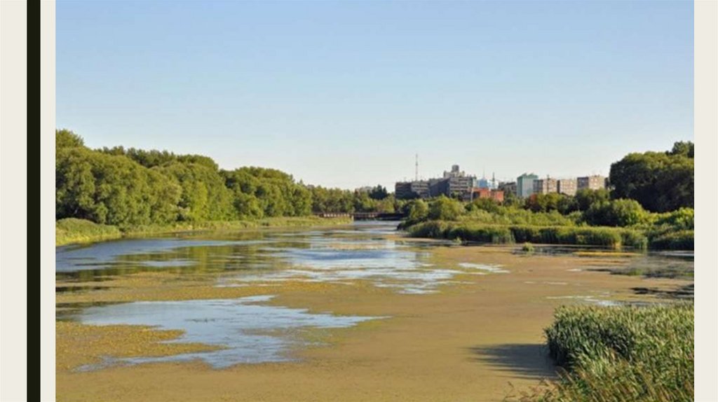 Челябинск река. Река Миас Челябинск. Берег реки Миасс. Река Миасс заболоченность в Челябинске. Река Миасс городской пляж.