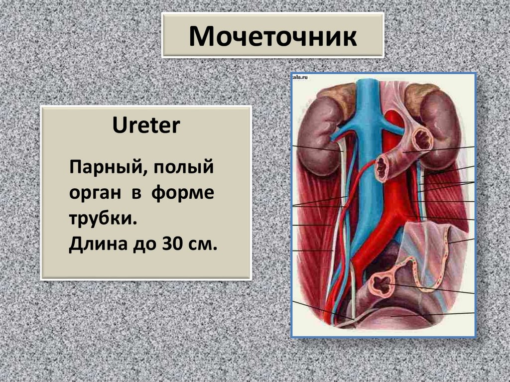 Мочевыводящие пути. Лекция 12 - презентация онлайн