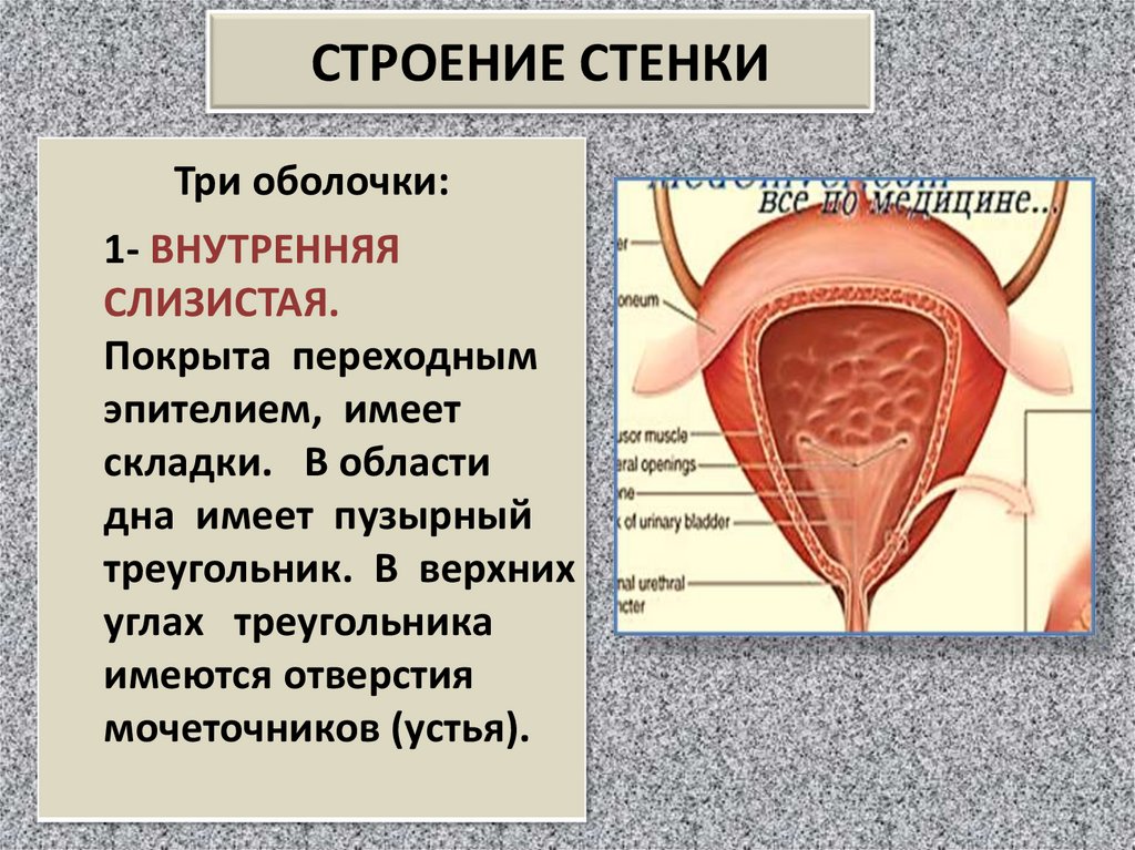 СТРОЕНИЕ СТЕНКИ