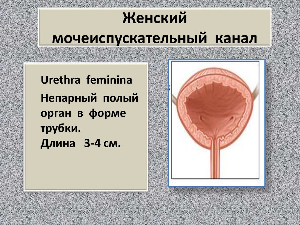 Женский мочеиспускательный канал