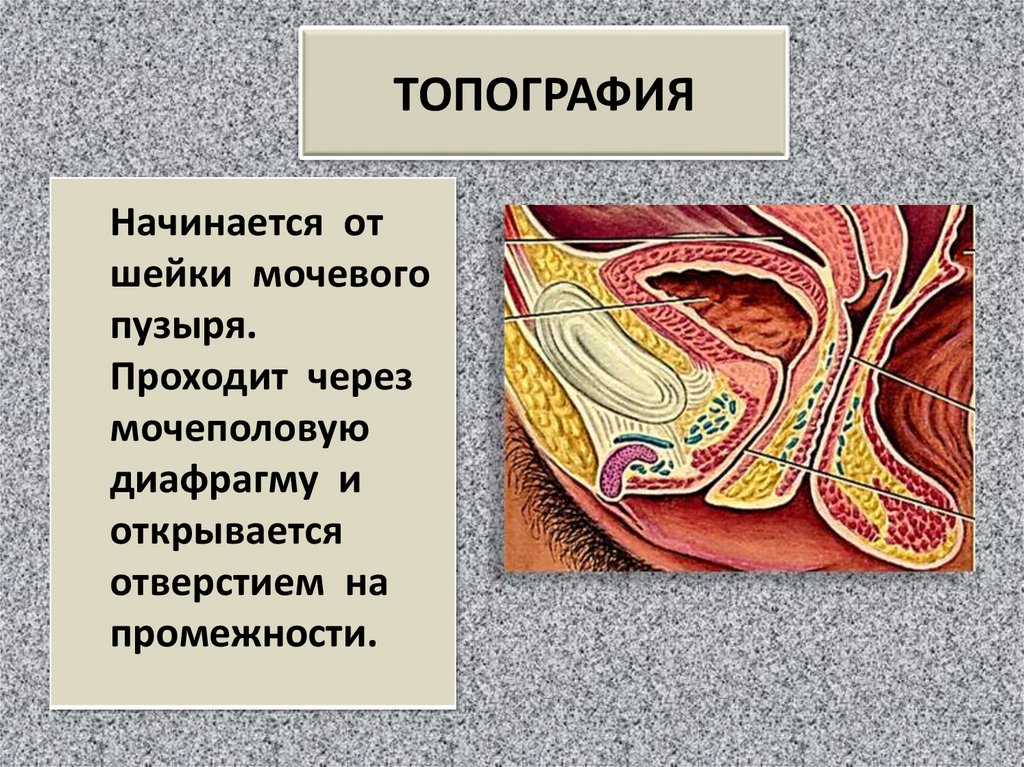 ТОПОГРАФИЯ