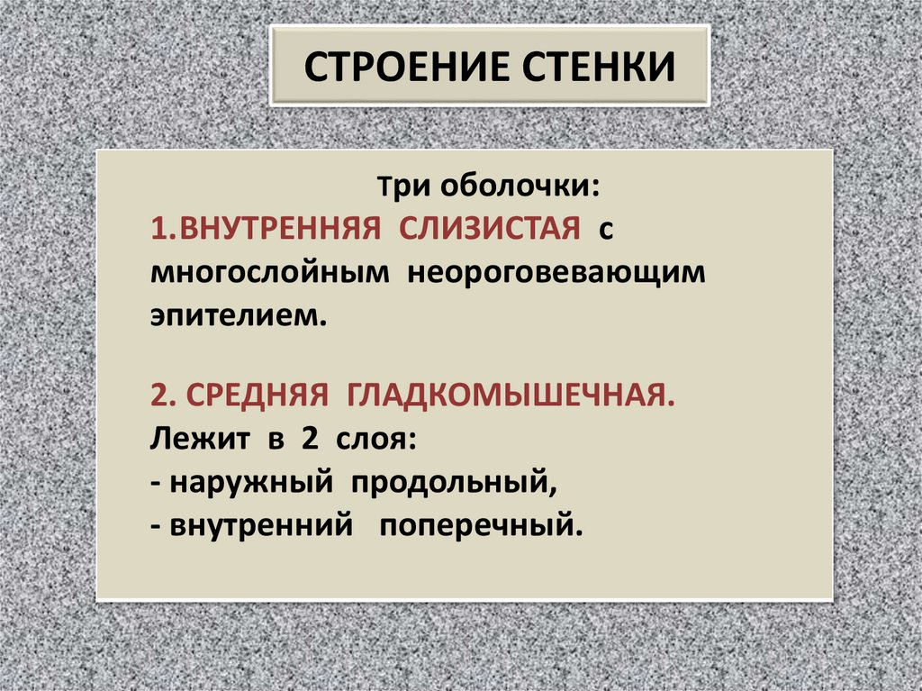 СТРОЕНИЕ СТЕНКИ