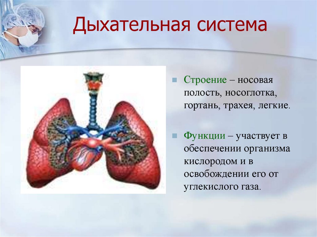 Легкие значение кратко. Строение и функции органов дыхательной системы. Функции легких в дыхательной системе. Легкие строение и функции. Функции легкие в дыхательной системе.