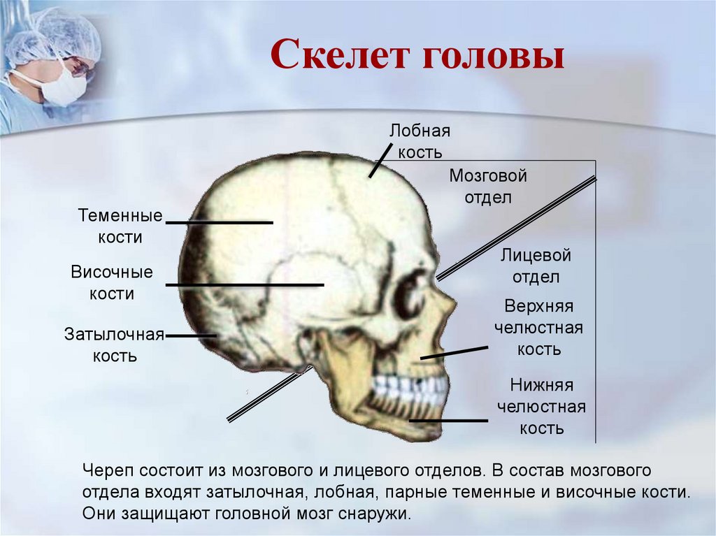 Головной отдел скелета. Кости головы анатомия затылочная кость. Кости мозгового и лицевого отдела черепа. Строение скелета головы. Мозговой отдел лобная кость.