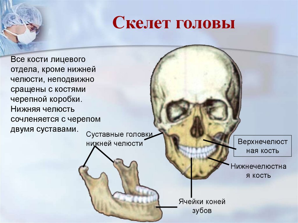 Отдел скелета челюсти