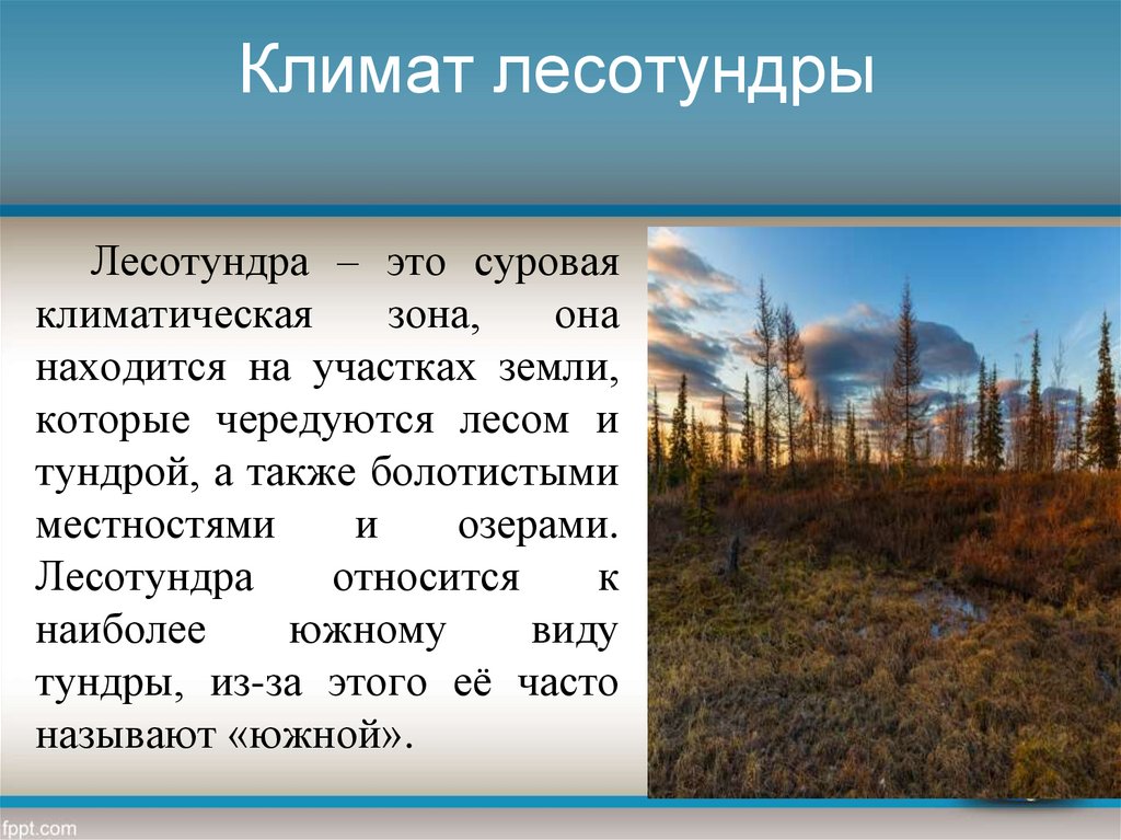 Средняя температура в тундре летом. Климат лесотундры в России. Лесотундра описание природной зоны.