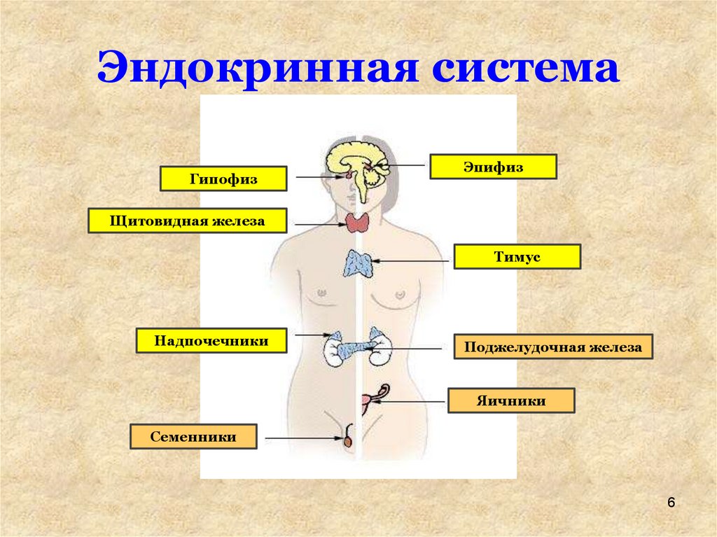 Какие железы связаны с эндокринной системой. .Система желез внутренней секреции. Функции. Эндокринная система человека схема. Эндокринная система железы внутренней секреции. Эндокринная система органов в организме человека.