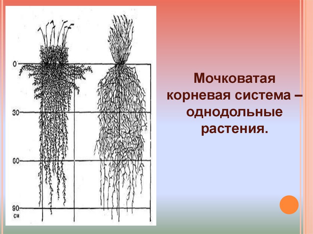 Какую часть корневой системы удаляют. Мочковатая корневая система. Мочковатая система корня. Растения с мочковатой системой. Корневая система кустарников.