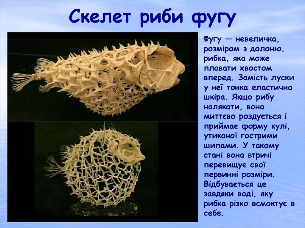 Скелет риби фугу
