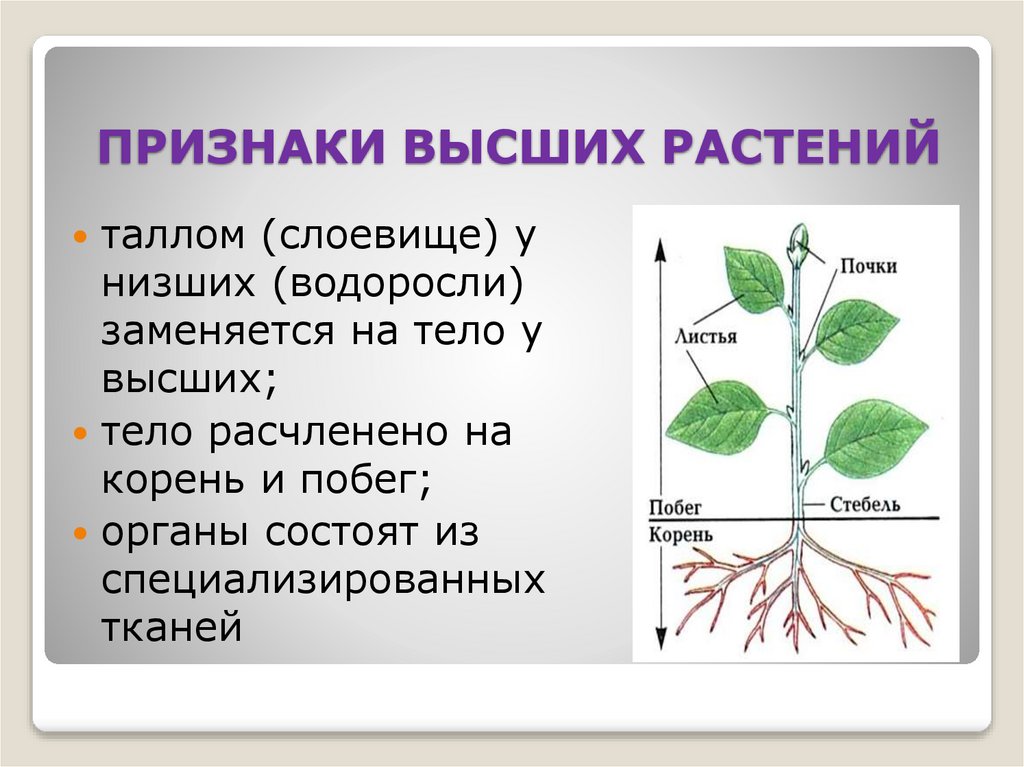 Признаки высших растений. Признаки семенных растений. Высшие семенные растения. Доклад о семенных растениях.