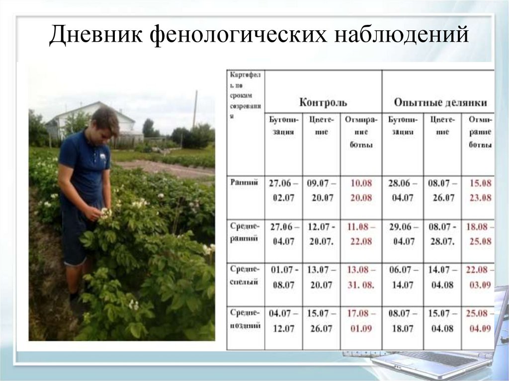 Фенологический дневник 5. Знаки для фенологических наблюдений. Жимолость фенологические наблюдения. Журнал фенологических наблюдений в Лесном хозяйстве. Чистый календарь фенологических наблюдений.