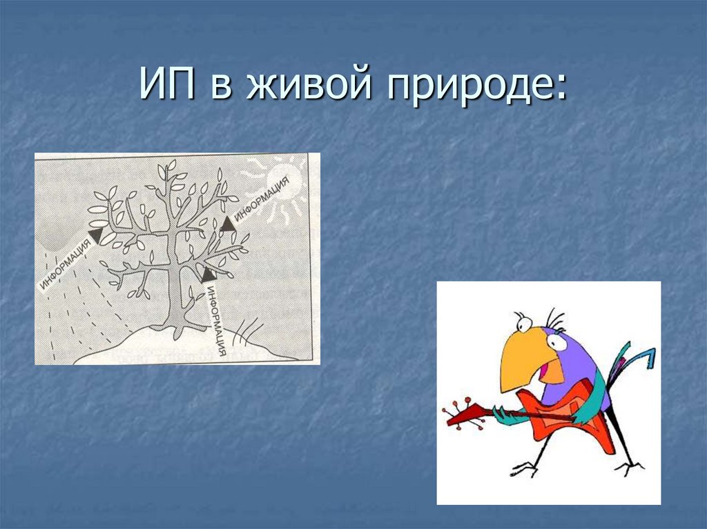 ИП в живой природе: